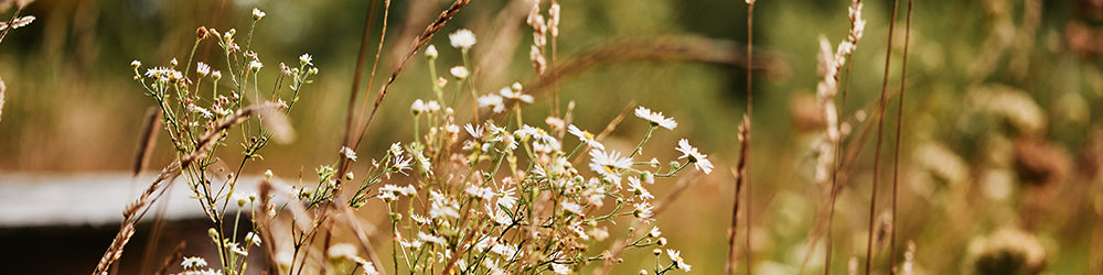 banniere-site-web-a-propos-fleurs-champs