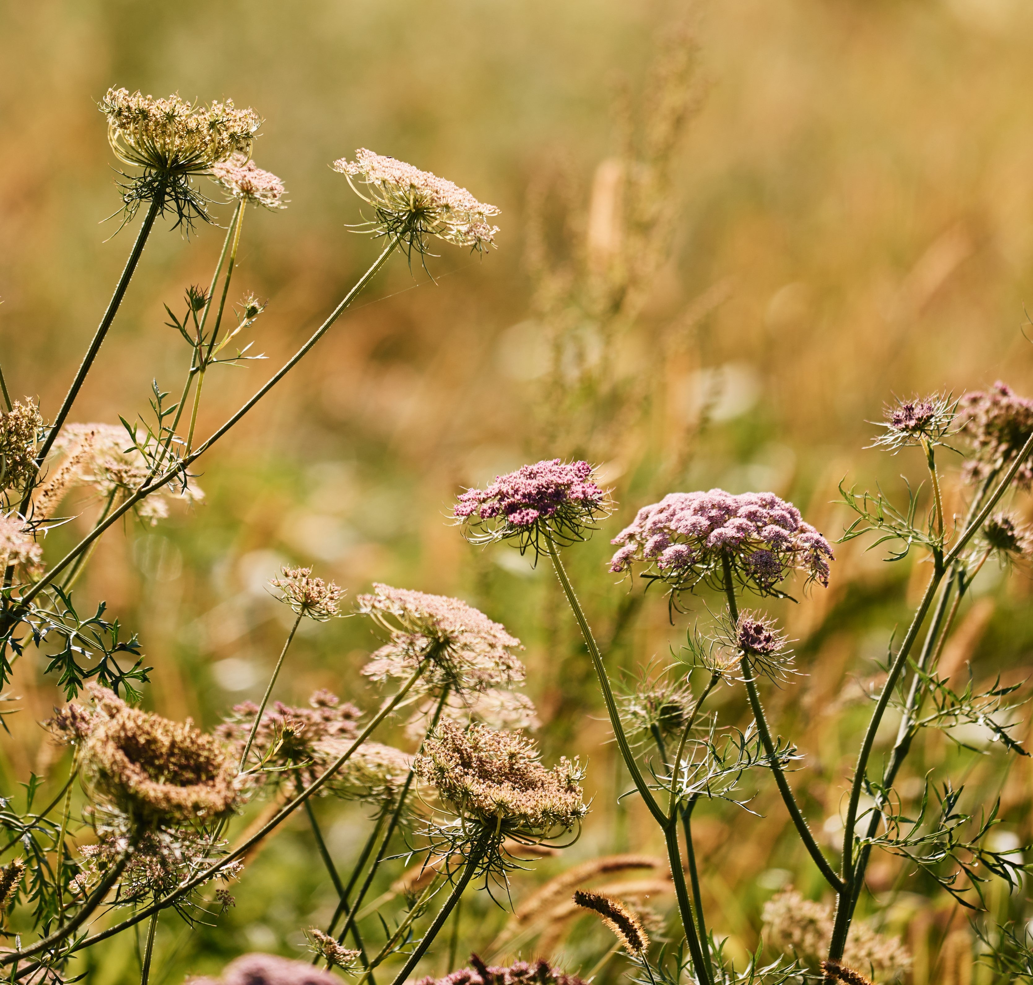 FLEURS-CHAMPS-MIELS-LIAISON