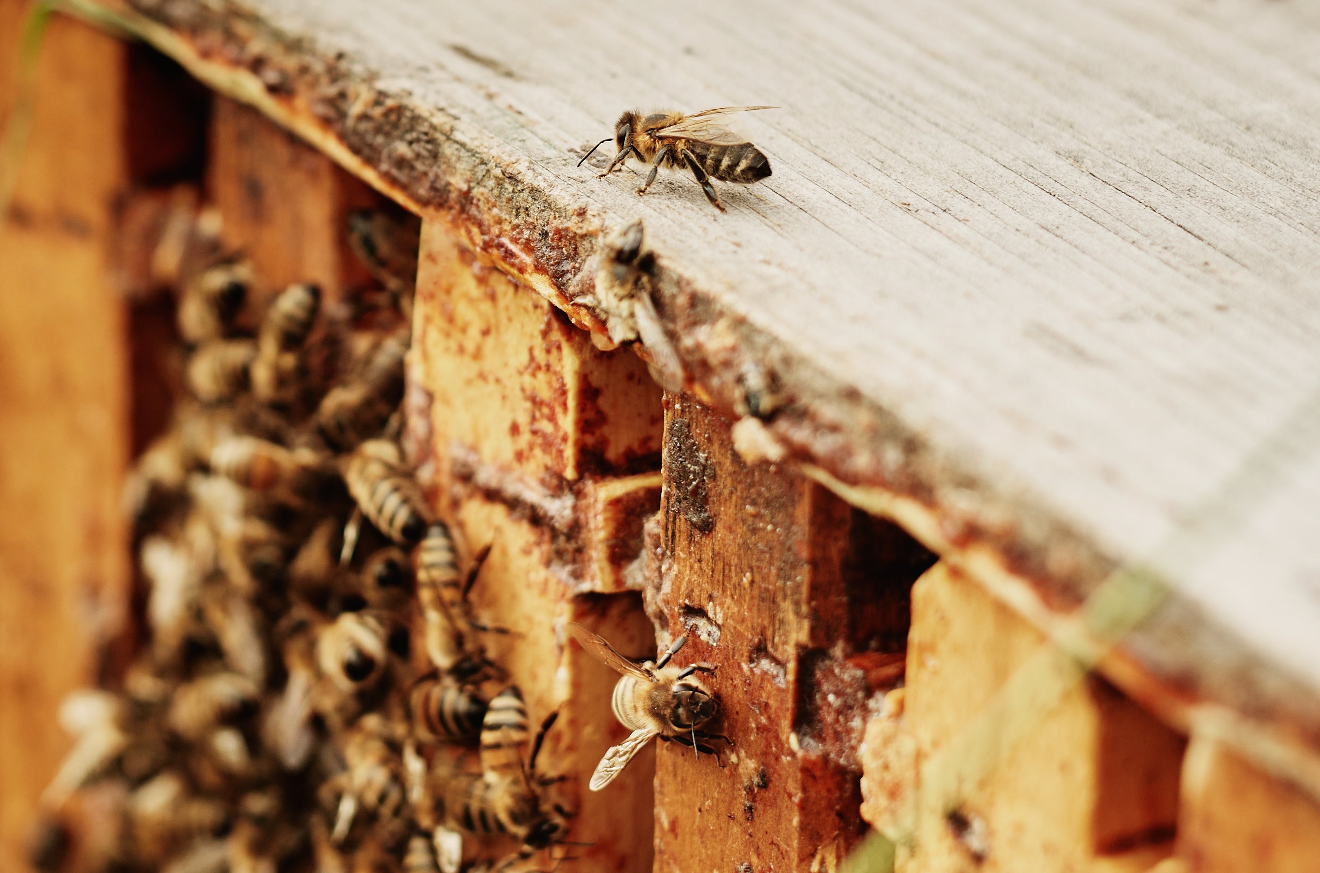 abeille-au-travail